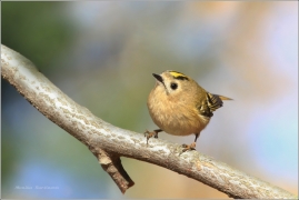 <p>KRÁLÍČEK OBECNÝ (Regulus regulus) /Goldcrest - Wintergoldhähnchen/</p>